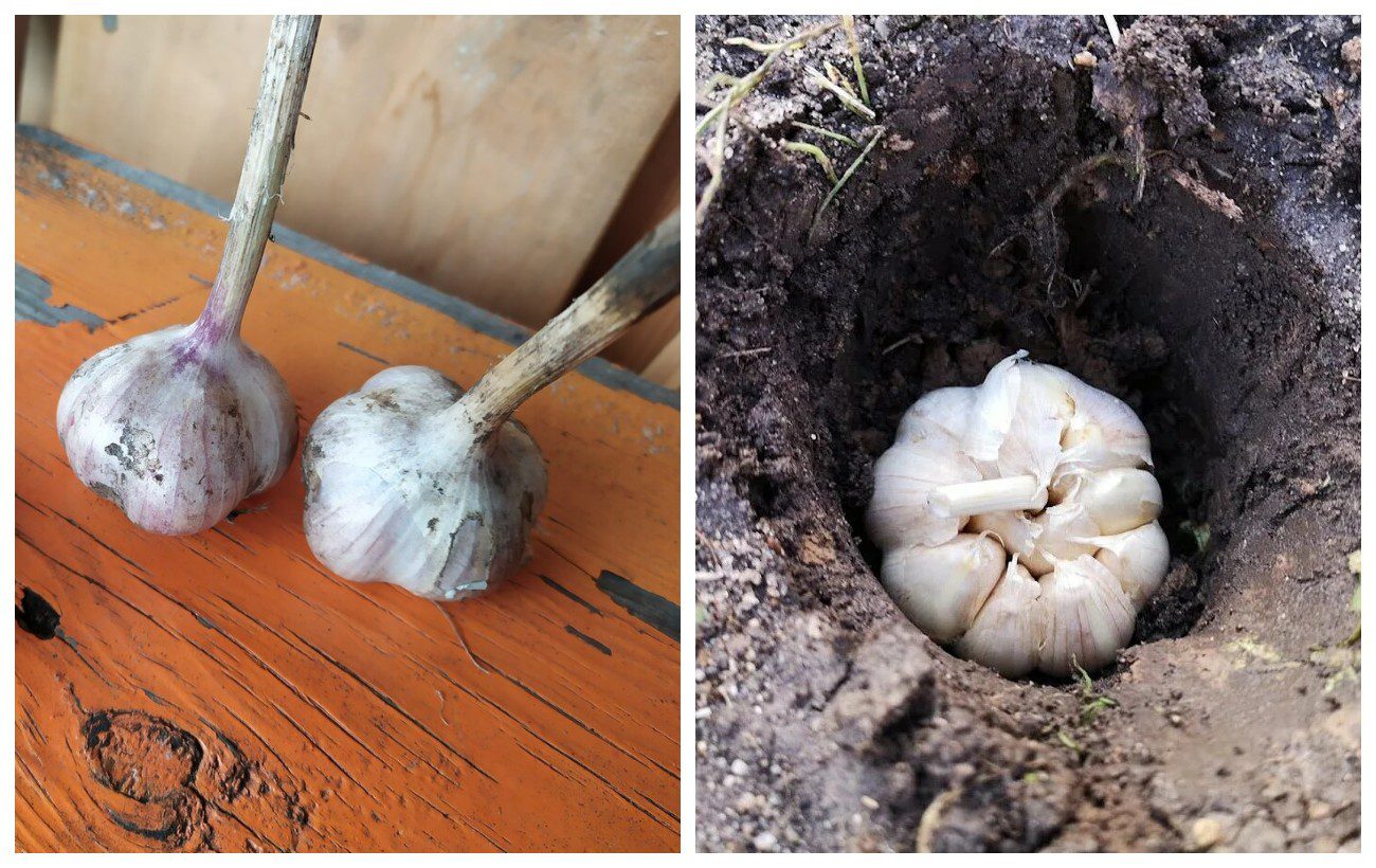 Коли викопувати ярий часник восени