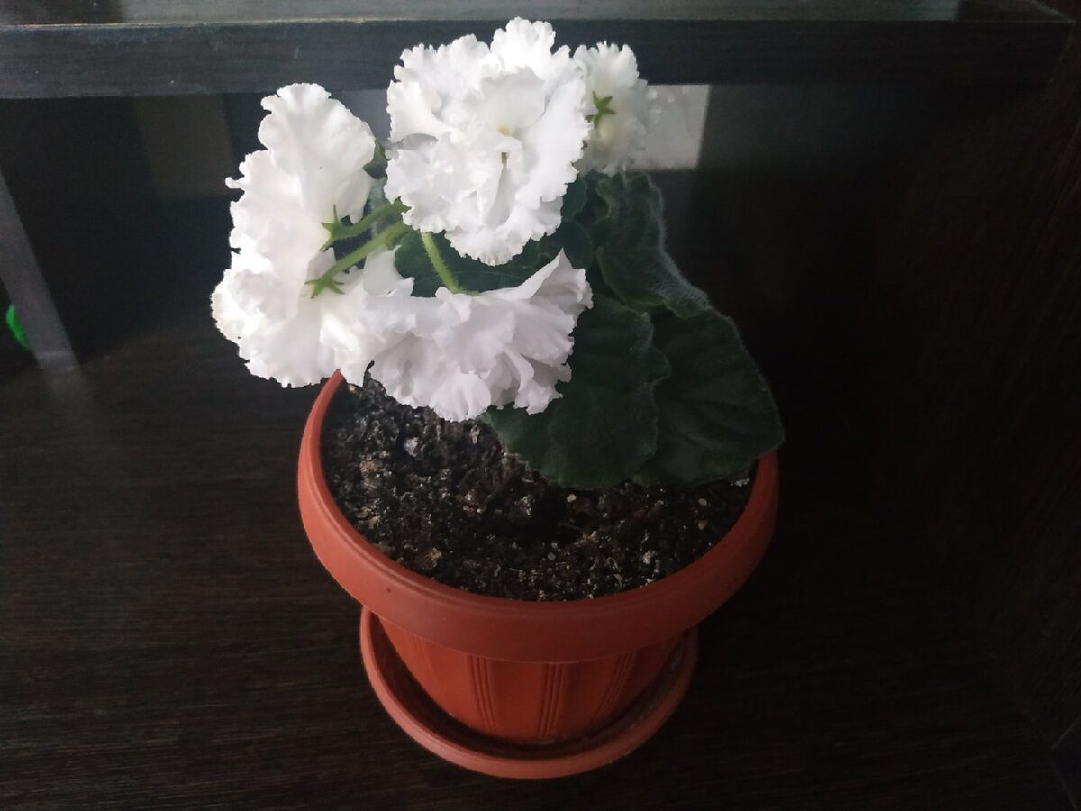 Експерти розповіли про користь залишків цибулі, картоплі та бананів для удобрення городу