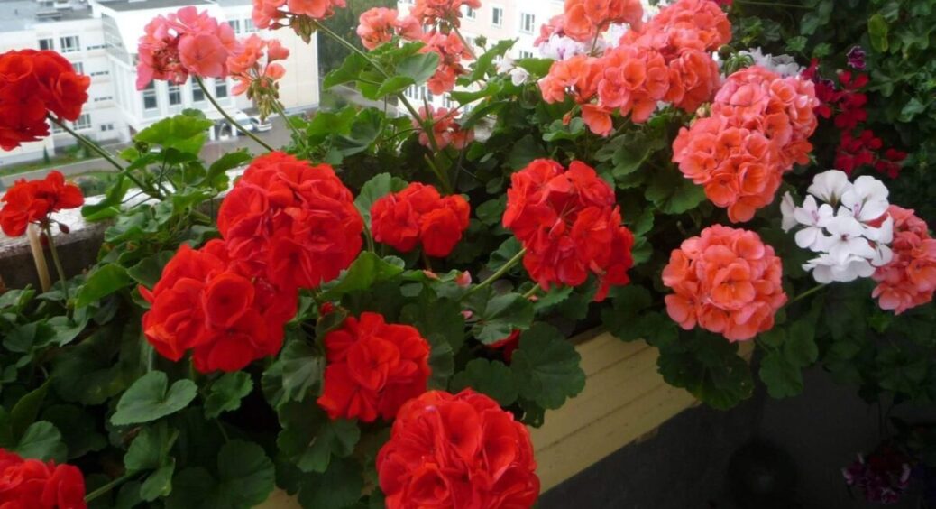 Потужна бутонізація герані: 3 таблетки на 1 літр води – і у безнадійної квітки відкрилося “друге дихання” 