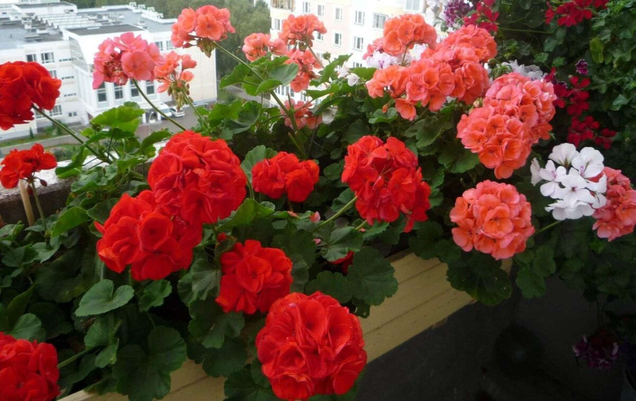 Квітникарі назвали найкраще добриво для герані 