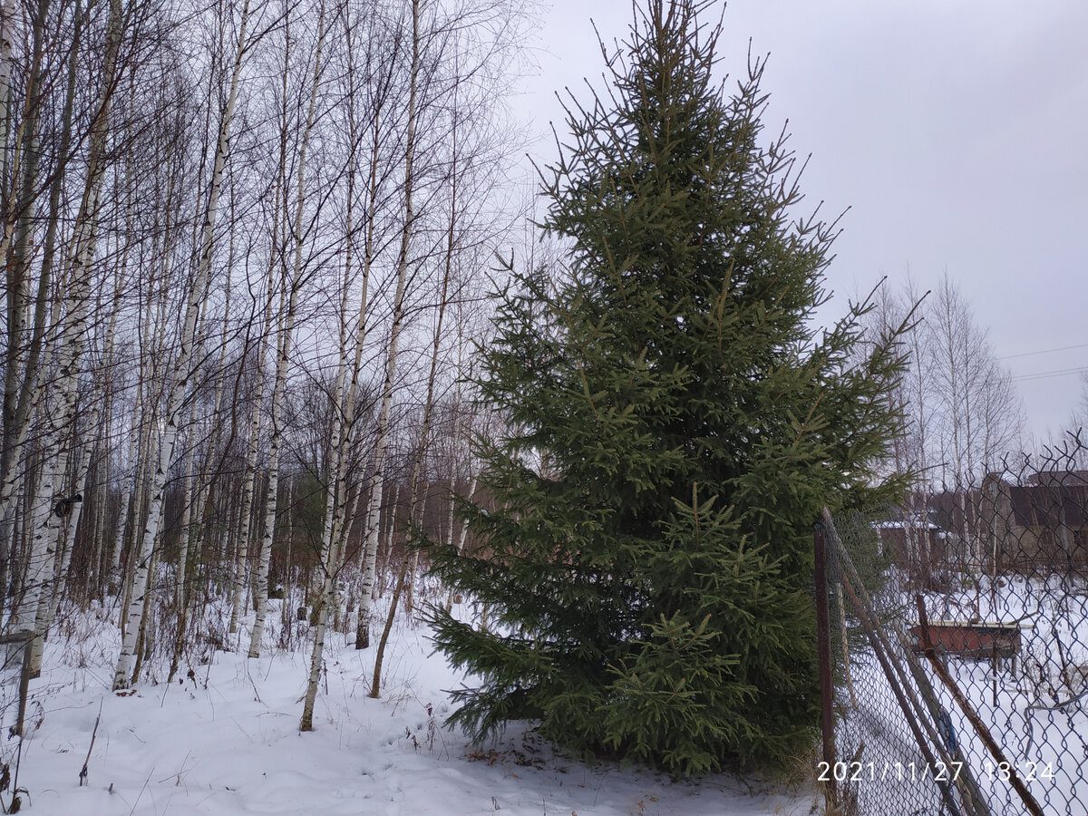 Експерти розповіли, як підготувати ялинки до зими швидко та без особливого клопоту