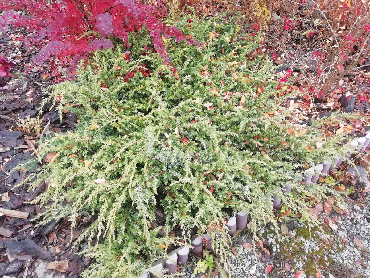 Експерти розповіли, як підготувати ялинки до зими швидко та без особливого клопоту