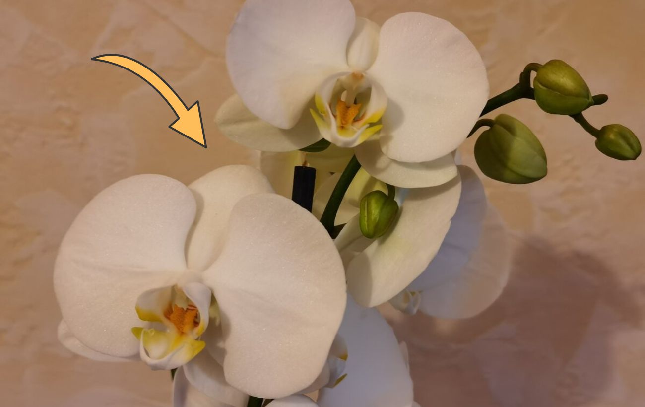 Як поливати орхідею для кращого цвітіння