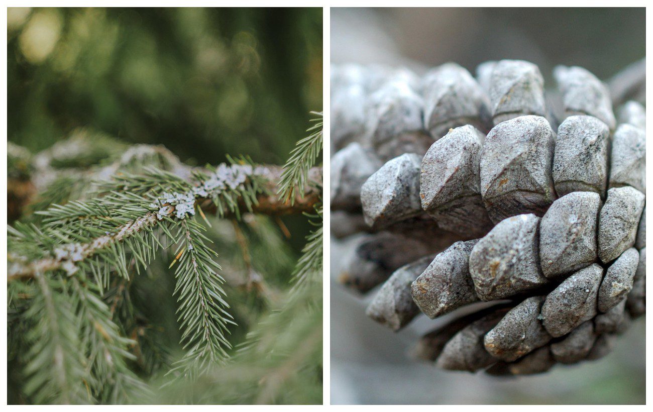 Як підготувати ялинки до зими