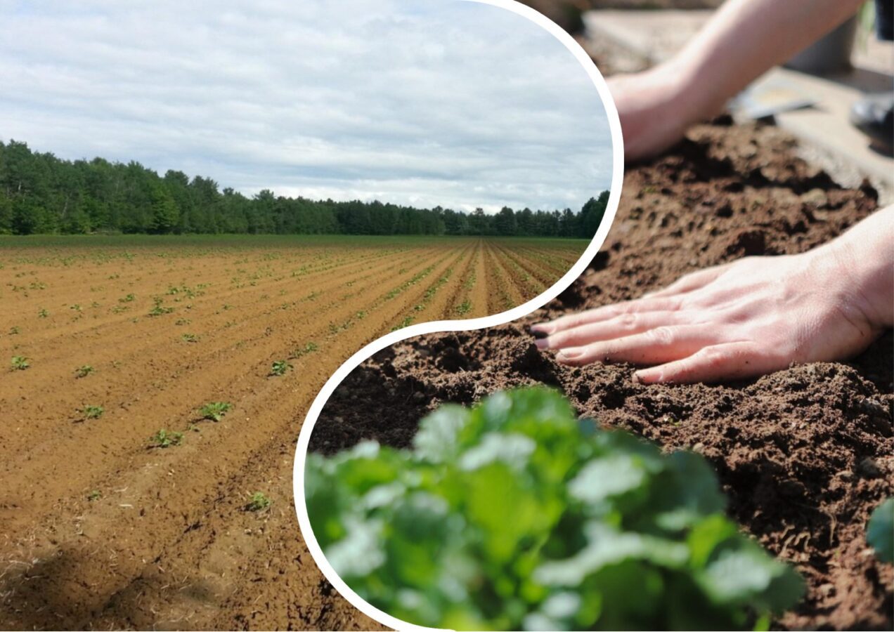 Агрономи поділилися пʼятьма способами збагачення ґрунту восени