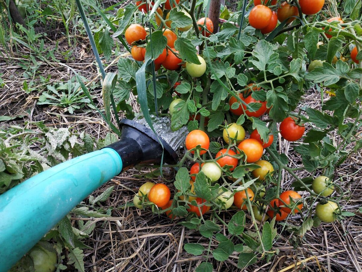 Експерти розповіли, як покращити ріст і розвиток рослин за допомогою універсального добрива