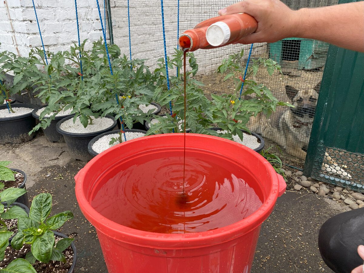 Експерти розповіли, як покращити ріст і розвиток рослин за допомогою універсального добрива