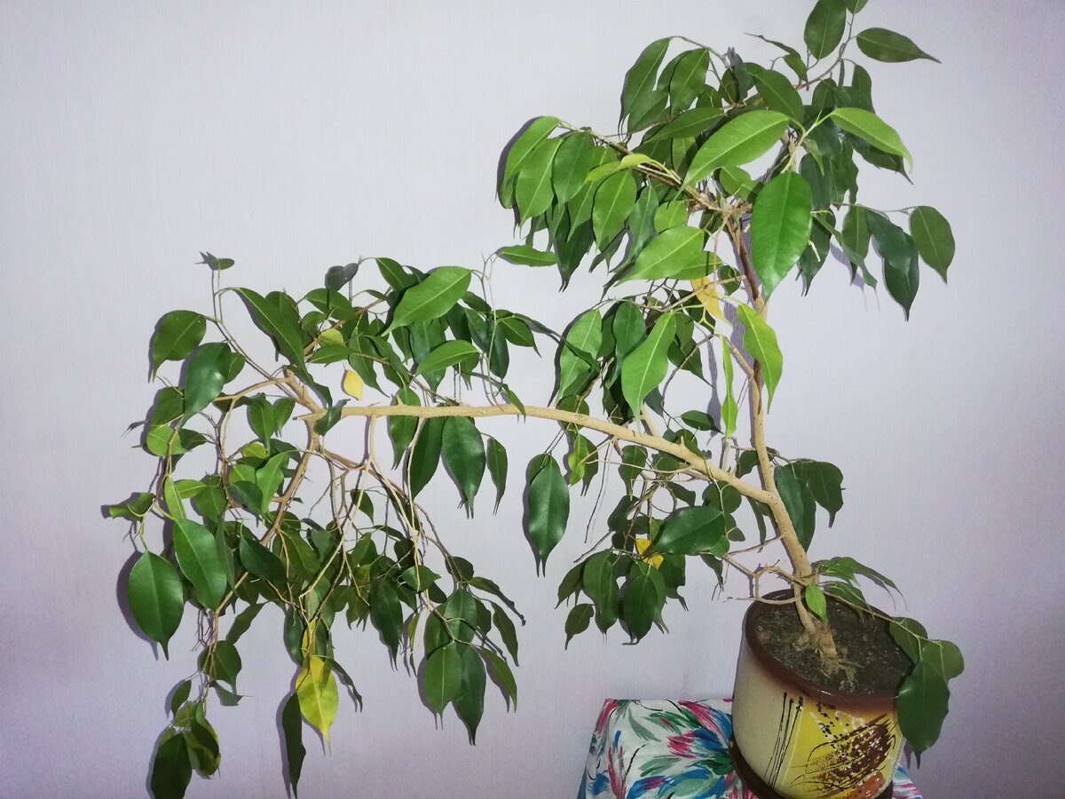 Садівники порадили найкраще добриво для цвітіння та росту фікусу – наростить зелену масу швидко