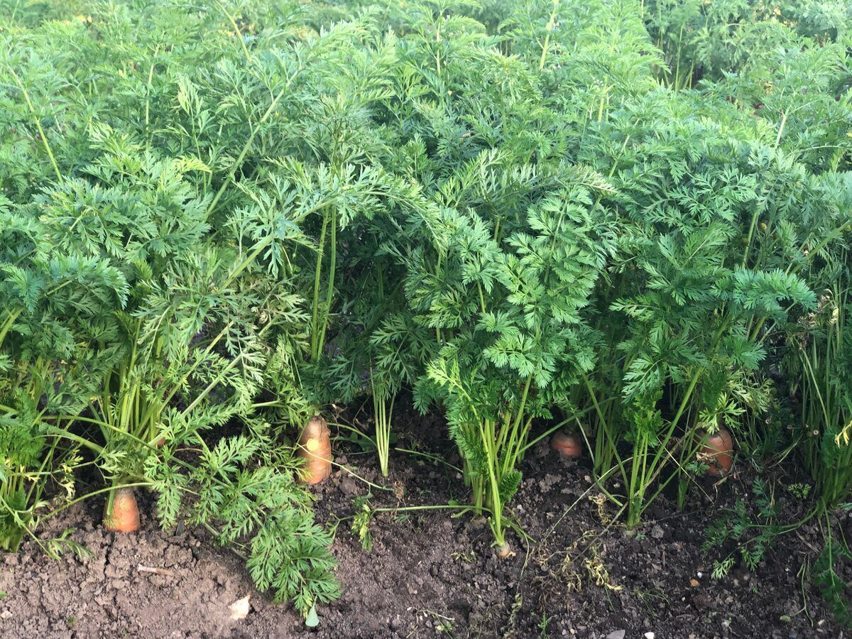 Експерти розповіли, яка головна користь бадилля моркви для городу – несподіваний ефект