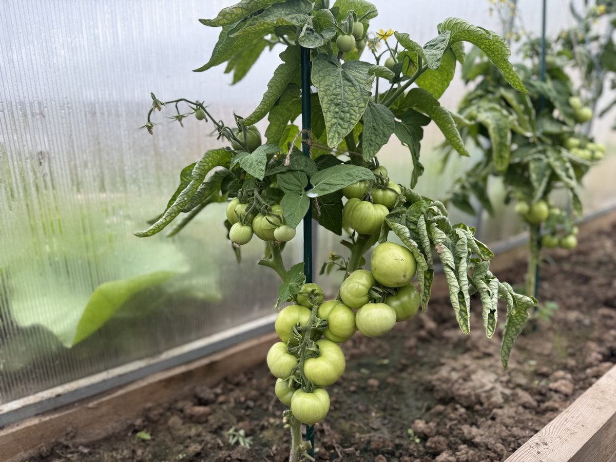 Експерти розповіли, як очистити ґрунт від шкідників та фітофтори після вирощування томатів