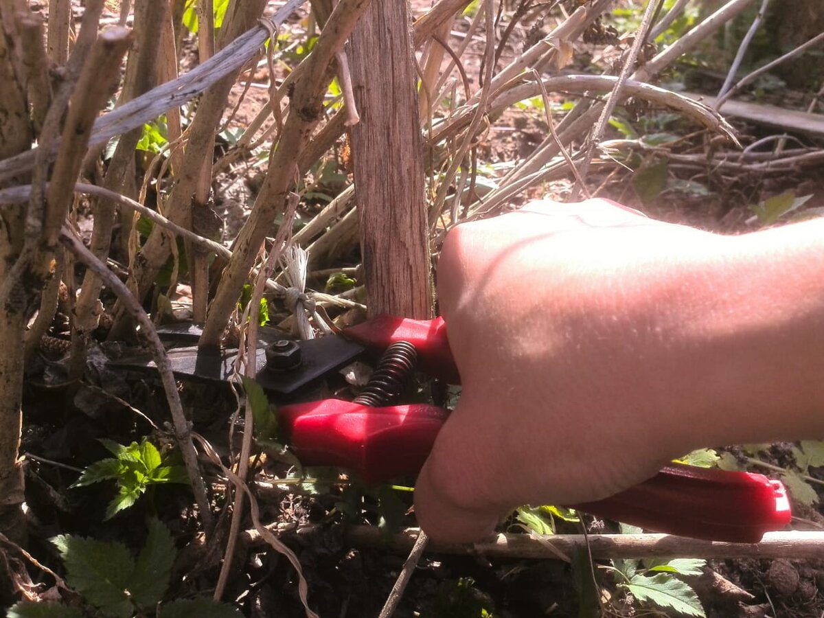 Садівники розповіли, як правильно обрізати гортензію для пишного цвітіння восени – лайфхак