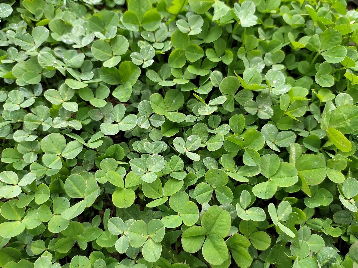 Експерти розповіли, який сидерат допоможе покращити якість ґрунту на ділянці