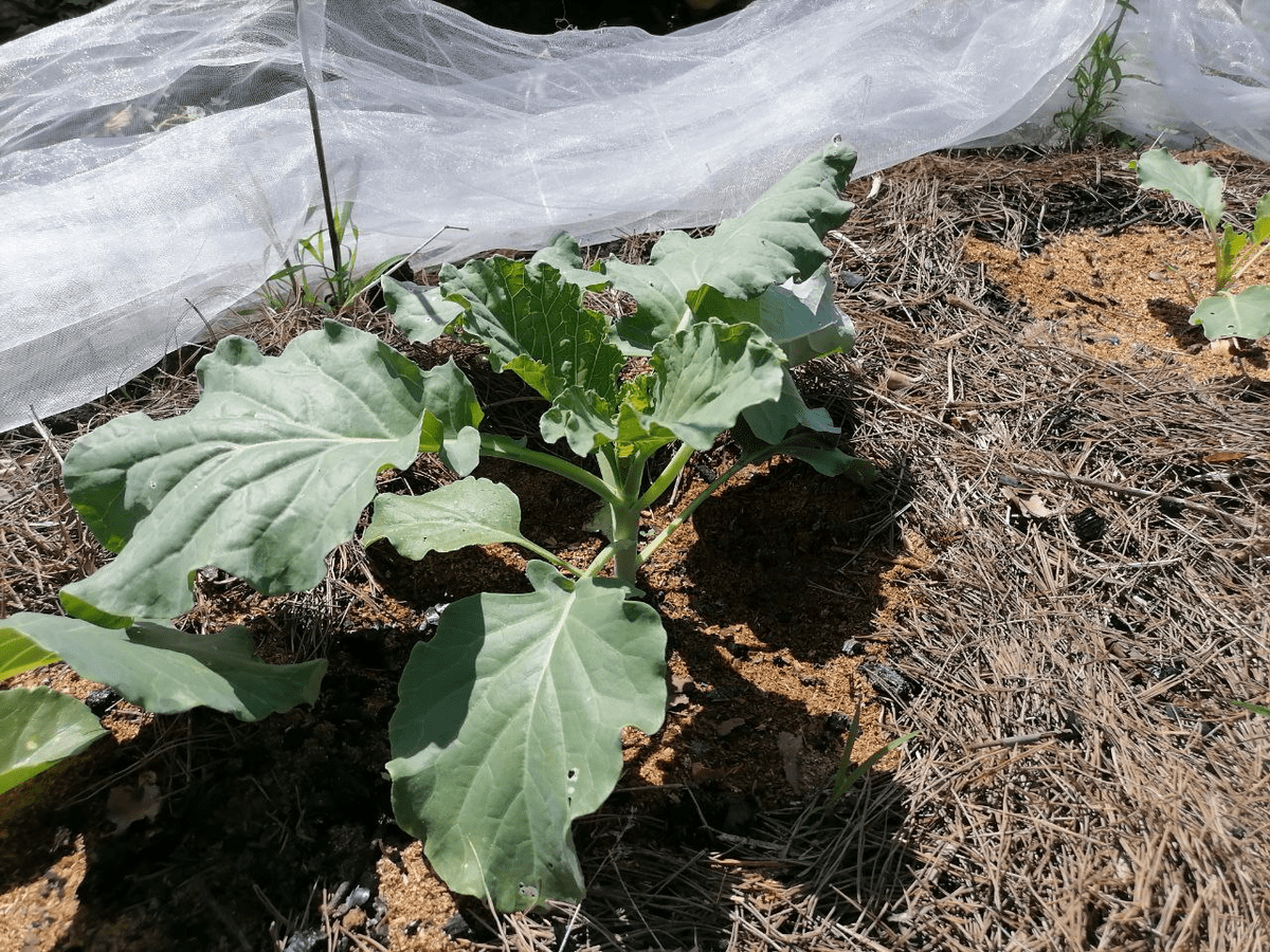 Експерти розповіли, як позбутись від слимаків на капусті, аби не втратити врожай