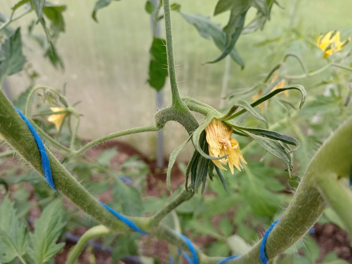 Експерти розповіли, як очистити ґрунт від шкідників та фітофтори після вирощування томатів