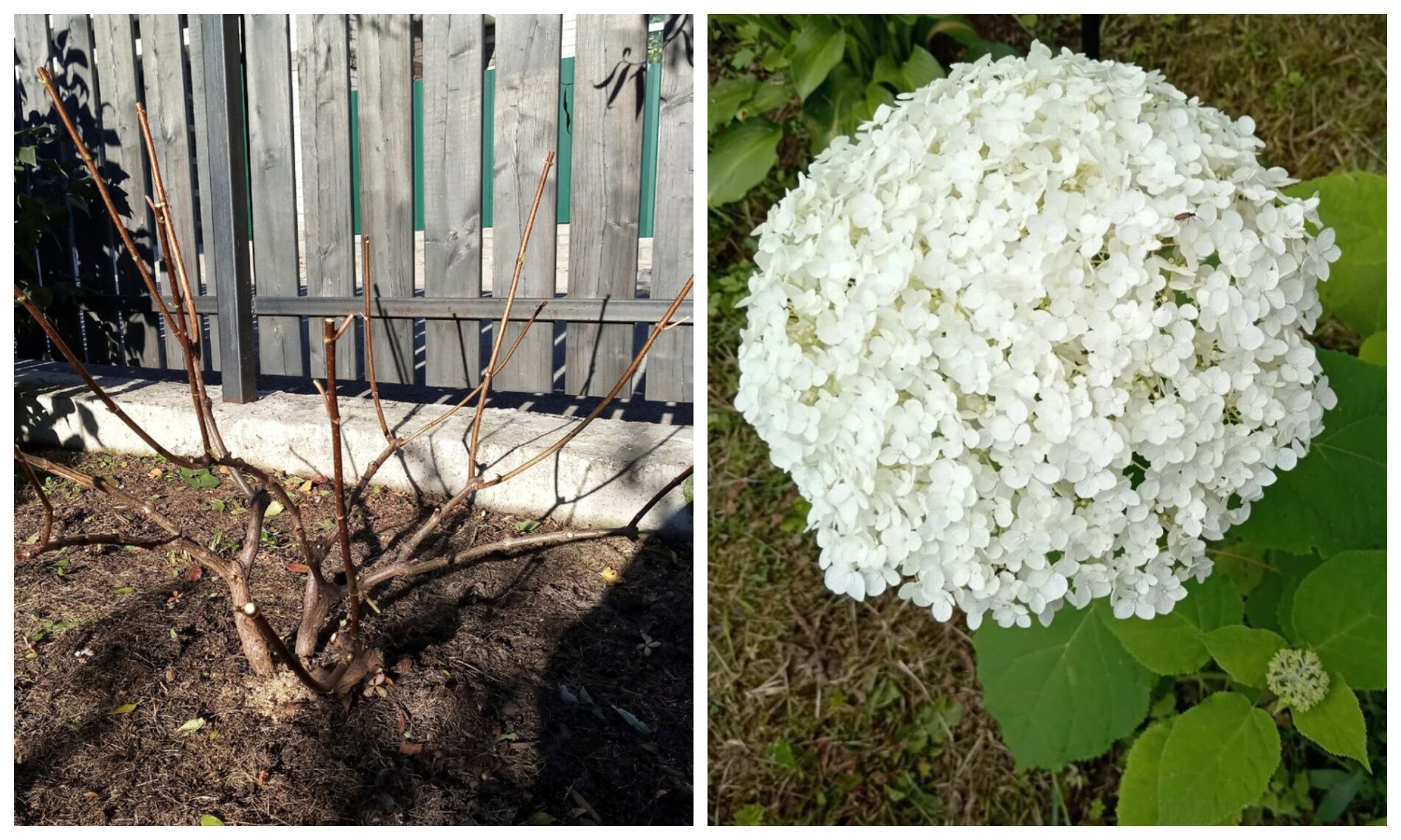 Коли та як краще обрізати гортензію