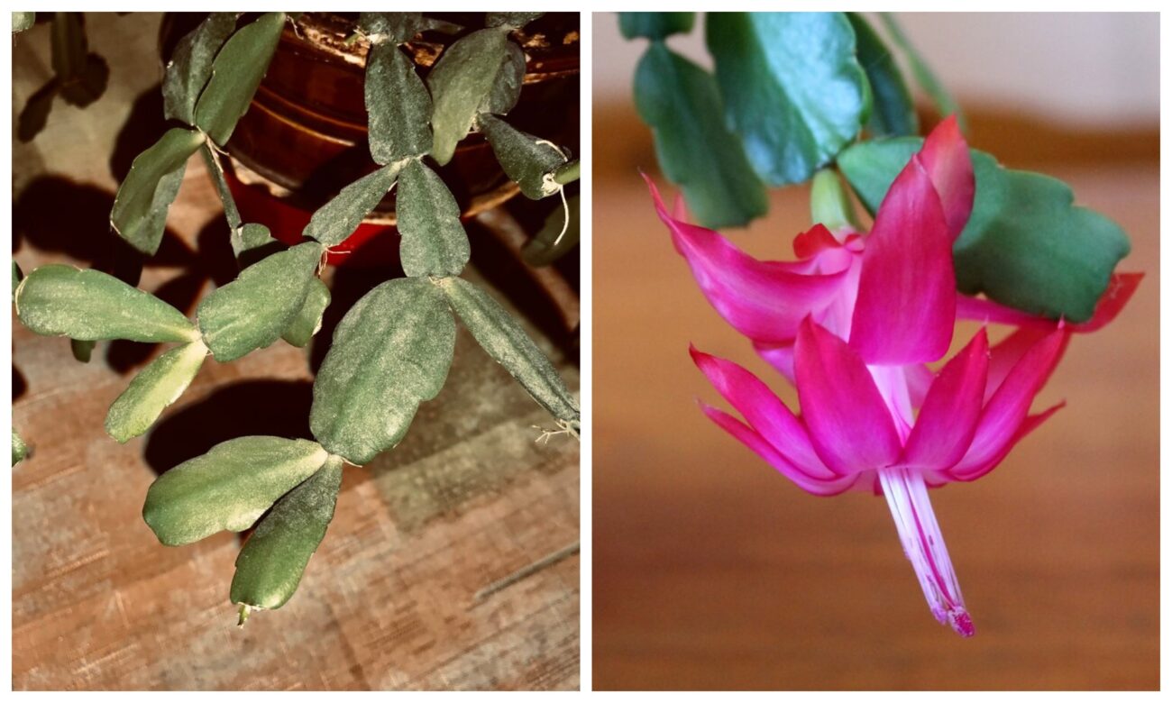 Квітникарі розповіли, як стимулювати декабрист до цвітіння