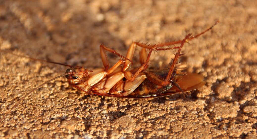 Раніше у квартирі була “мільйонна армія” тарганів: змішала 20 крапель “цього” – і всі “вусаті” зникли 