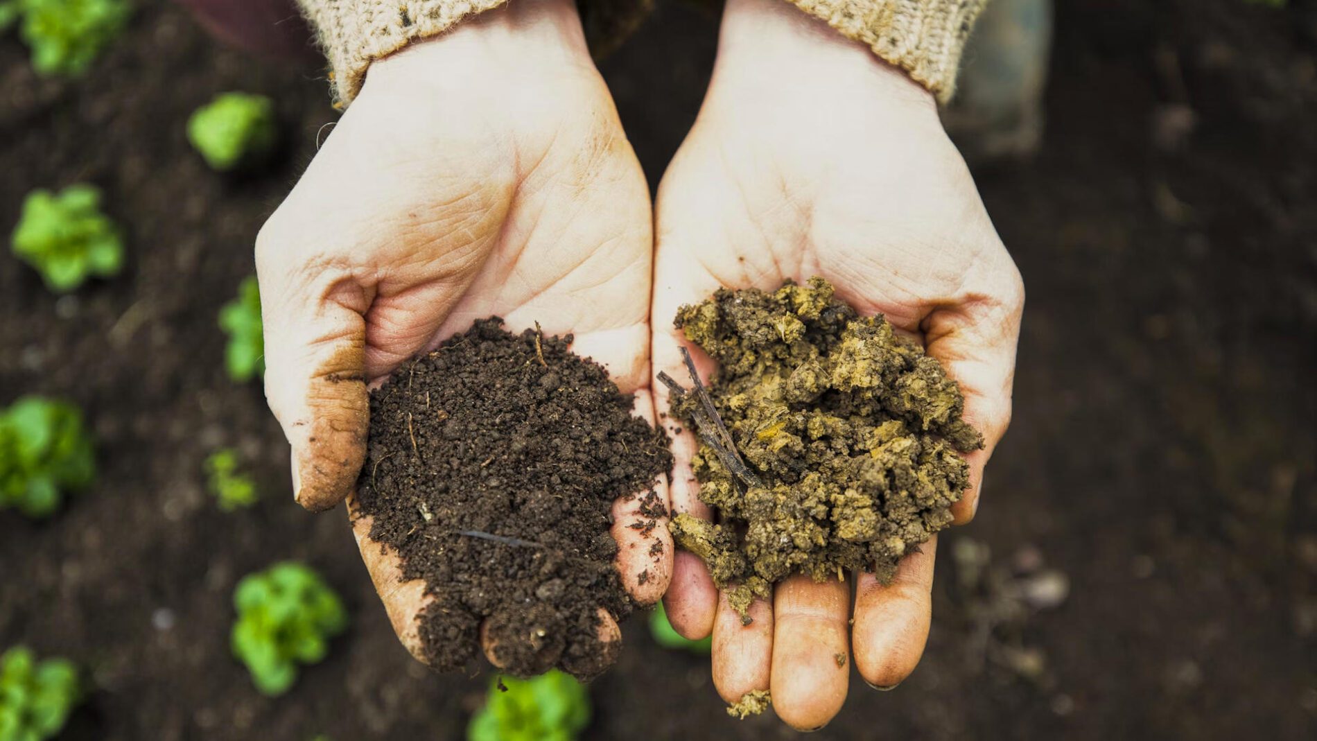 Експерти розповіли про найкращі та найгірші осінні добрива 