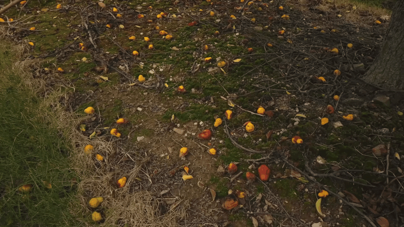 Садівники пояснили, як використати гнилі яблука з користю Садівники пояснили, як використати гнилі яблука з користю