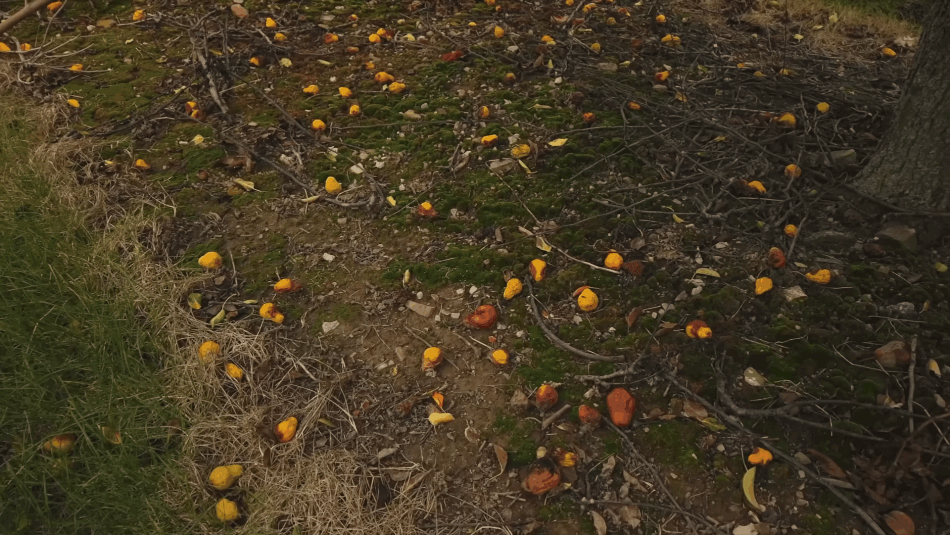 Експерти розповіли, як використати гнилі яблука на городі