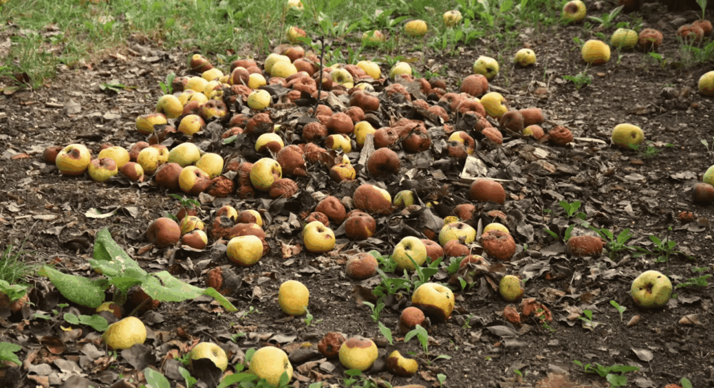 У сусіда-агронома запитала, чи можна гнилі яблука закласти у компост – він дав 1 вичерпну відповідь 