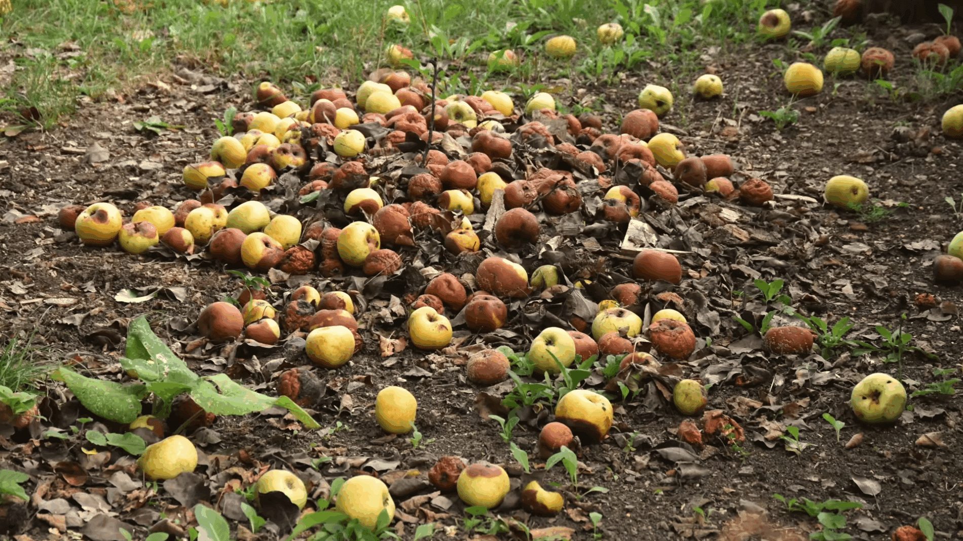Садівники пояснили, як використати гнилі яблука з користю