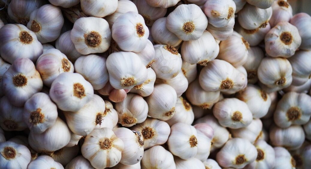 3 сорти часнику, які лежать до літа: головки по 600 грамів – сусіди не вірять своїм очам 