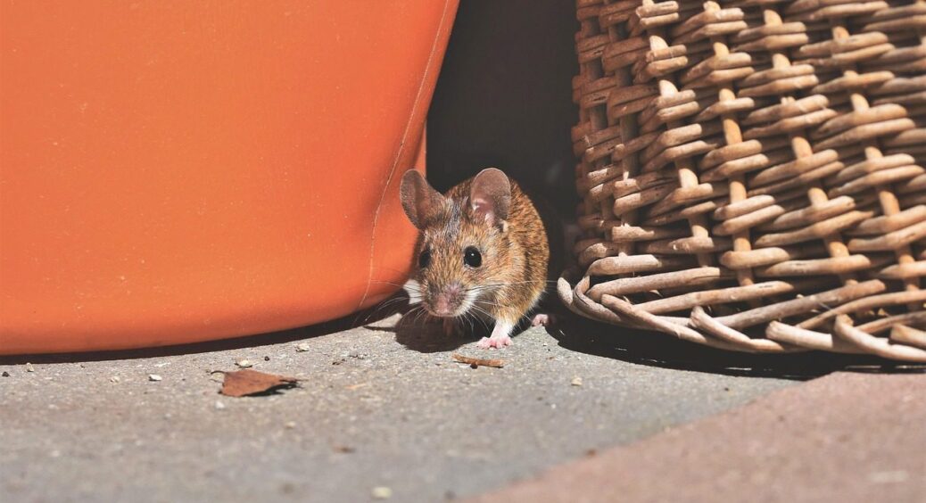 Бабуся навчила “шугати” мишей фольгою – і я забула про пастки: 3 інгредієнти + 5 хвилин = 0 гризунів 