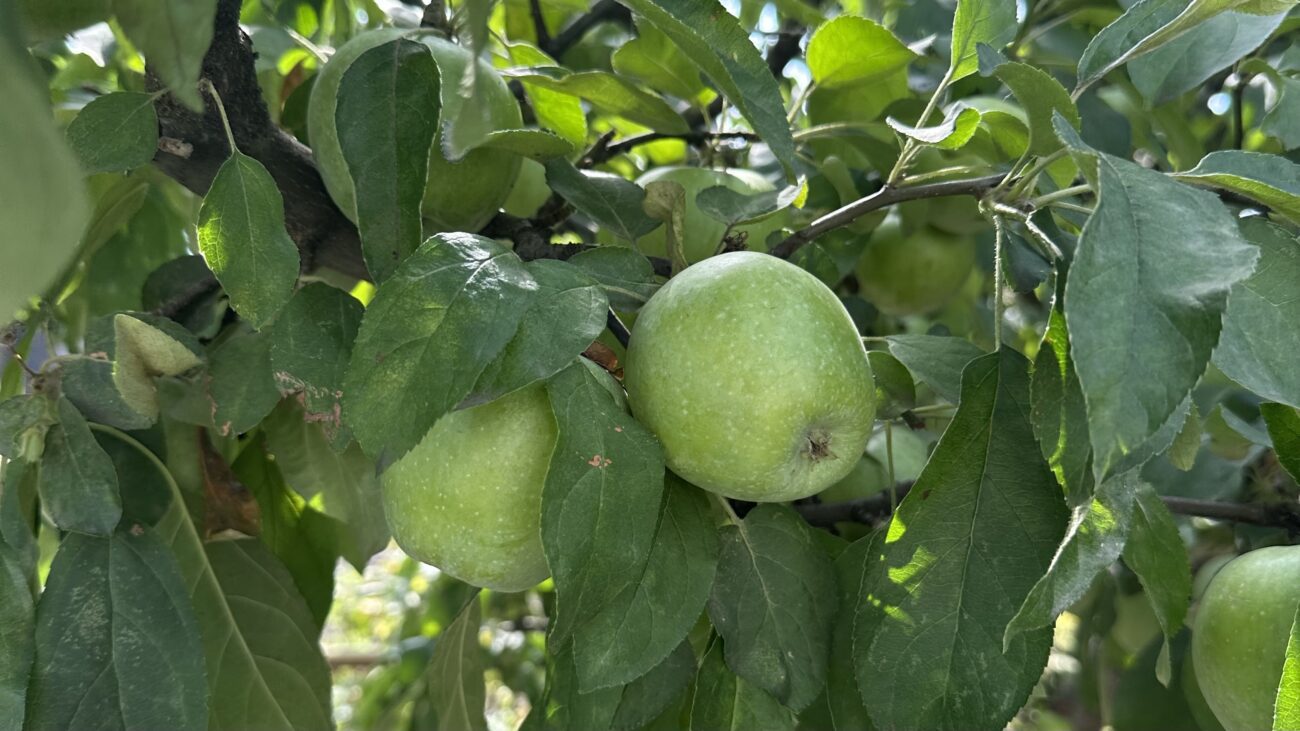 Експерти розповіли, як правильно підживити яблуні восени 