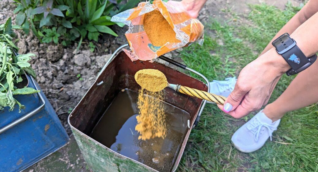 3 ложки на 10 л води, настоюю 5-7 днів: знайшла потужне добриво для ґрунту і більше до перегною не повернуся 