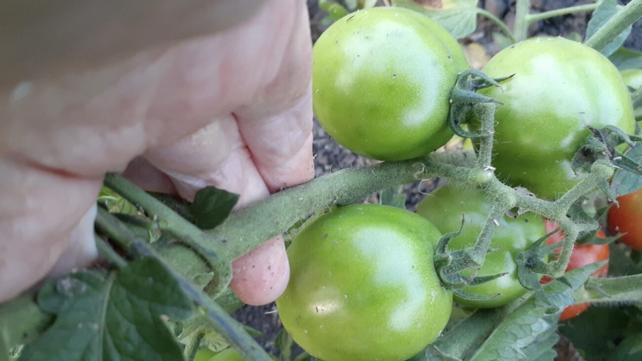 Городники розповіли, як пришвидшити дозрівання томатів 