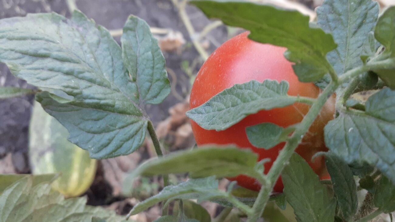 Городники розповіли, як приготувати розчин для продовження плодоношення томатів 