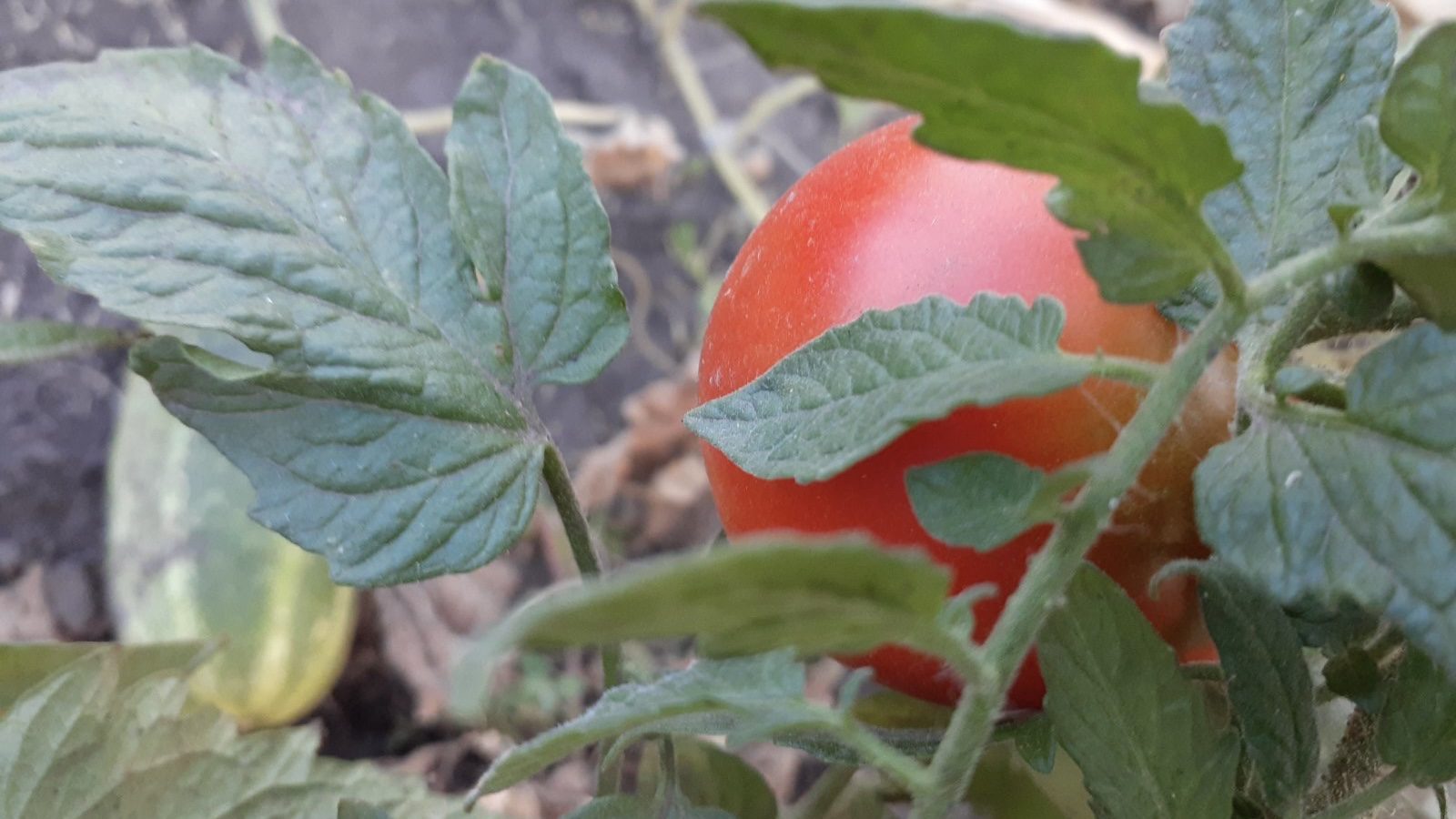 Городники розповіли, як приготувати розчин для продовження плодоношення томатів 