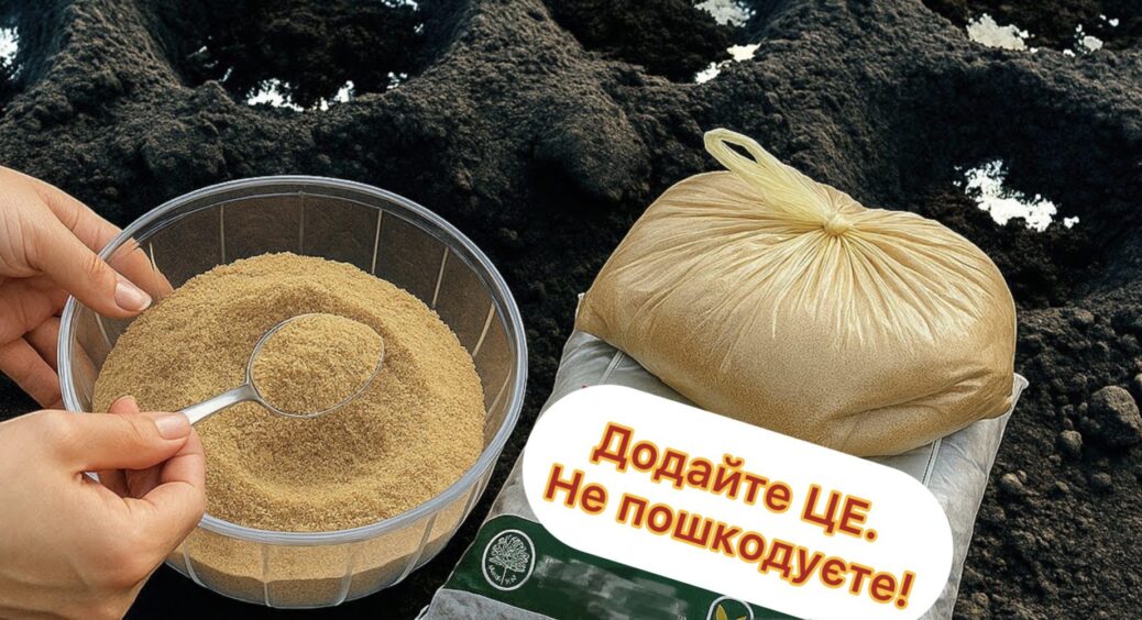 1 столова ложка в лунку, і томати ростуть наче під “шепітком”: ціна питання — до 100 грн, а ефект на мільйон 