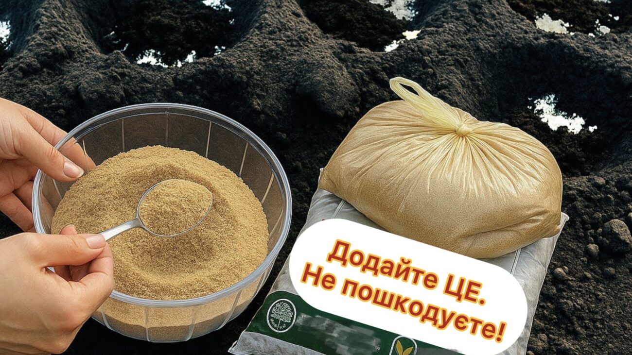Городники розповіли, як добриво за 100 гривень збільшить втричі врожай томатів 