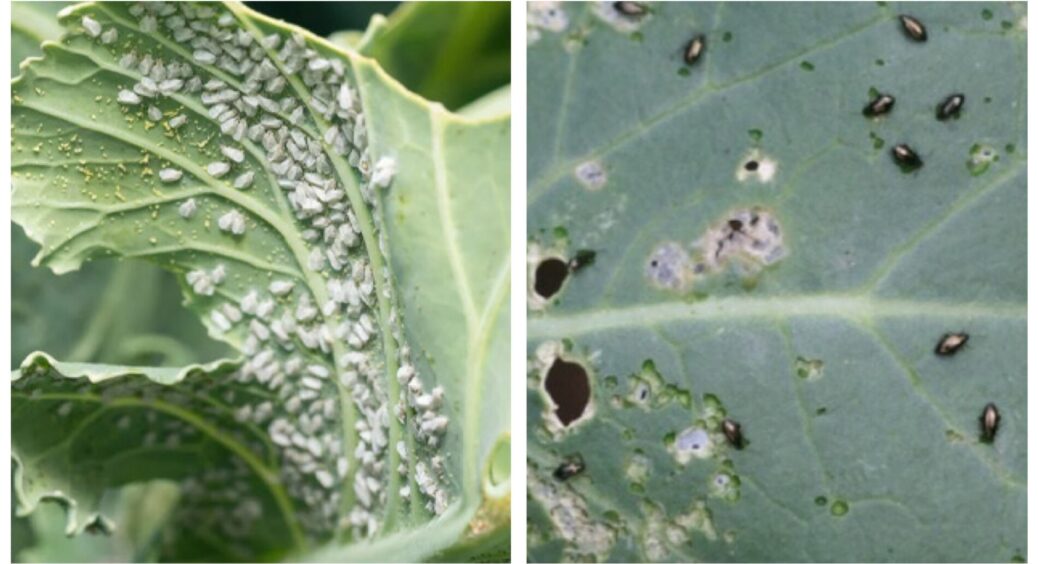 Рятую капусту від білокрилки та попелиці без краплі хімії: змішую 4 інгредієнти, які точно є вдома у кожного 