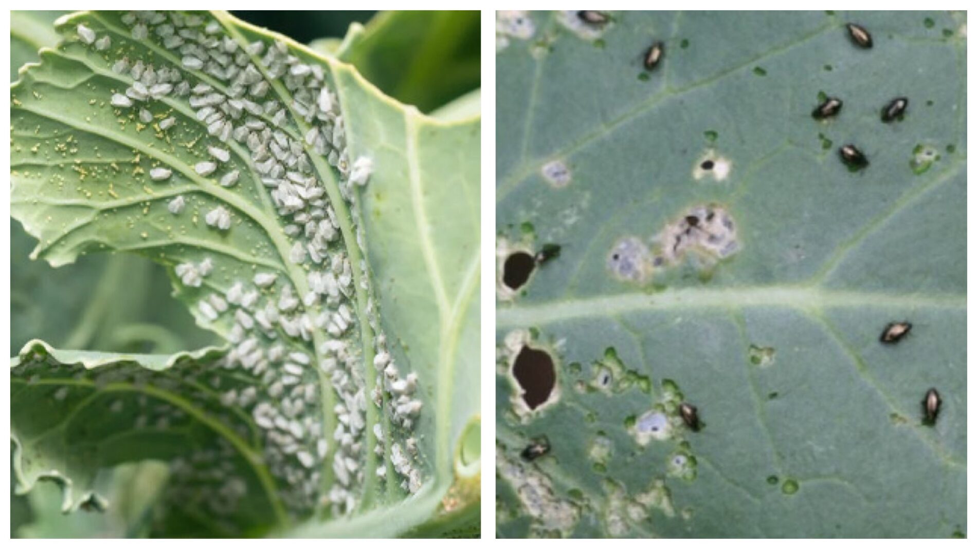 Городники розповіли, як приготувати натуральний розчин від попелиці на капусті 