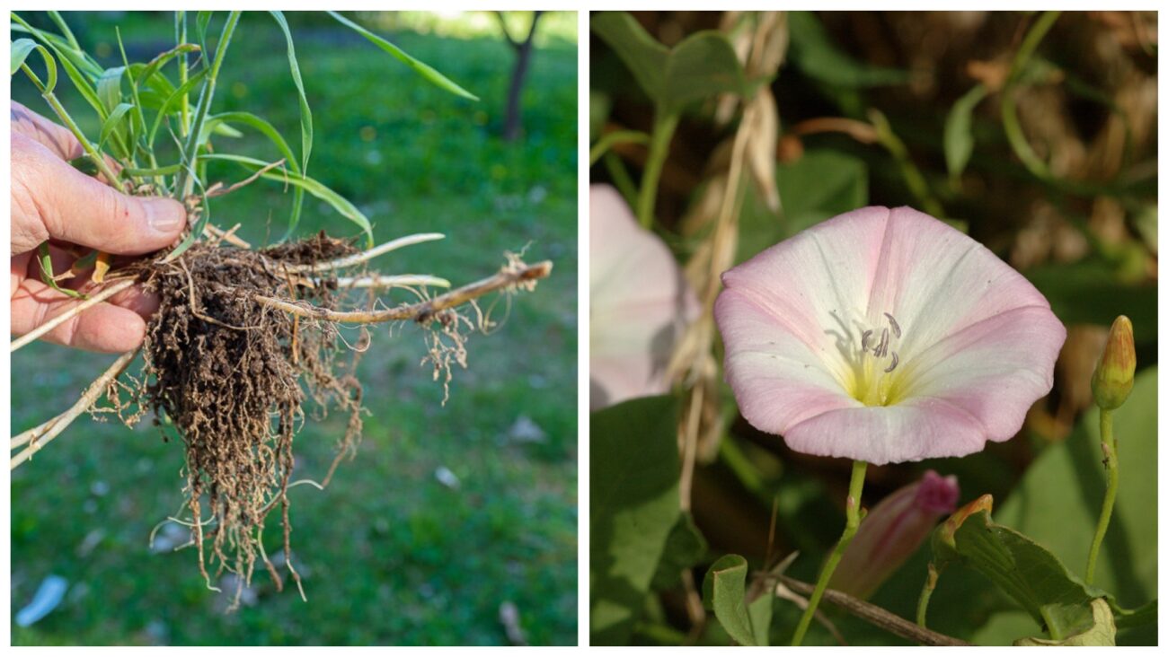 Городники розповіли, як зробити, щоб пирій та інші бурʼяни зникли без гербіцидів 