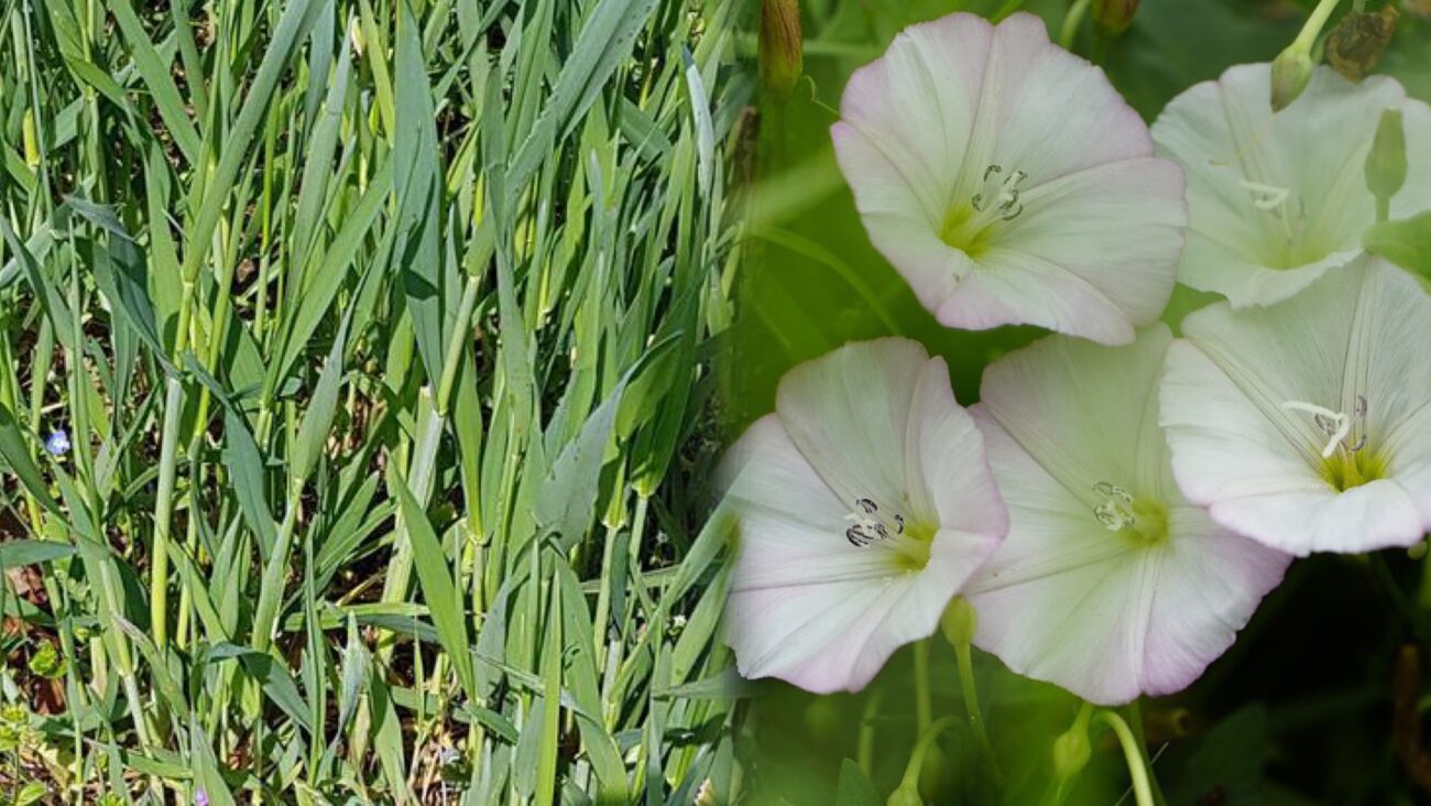 Городники розповіли, як зробити, щоб пирій та інші бурʼяни зникли без гербіцидів 