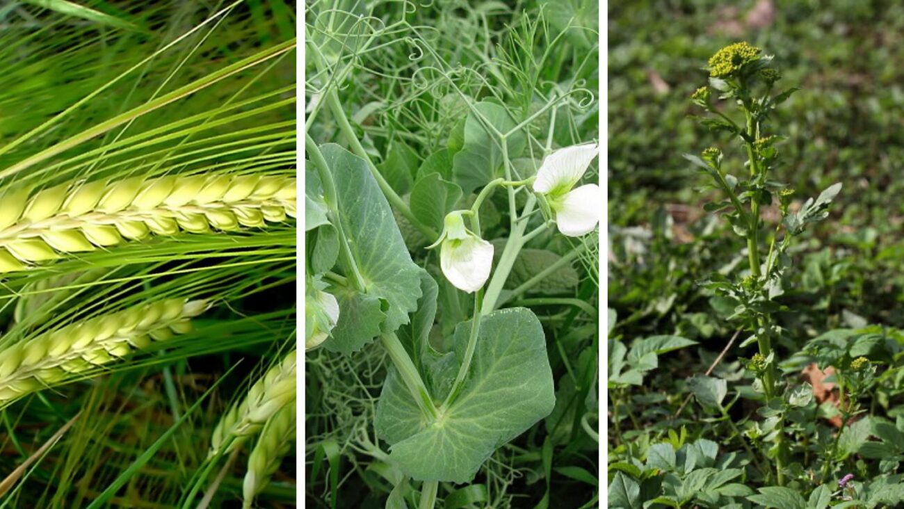 Городники розповіли, як зробити, щоб пирій та інші бурʼяни зникли без гербіцидів 