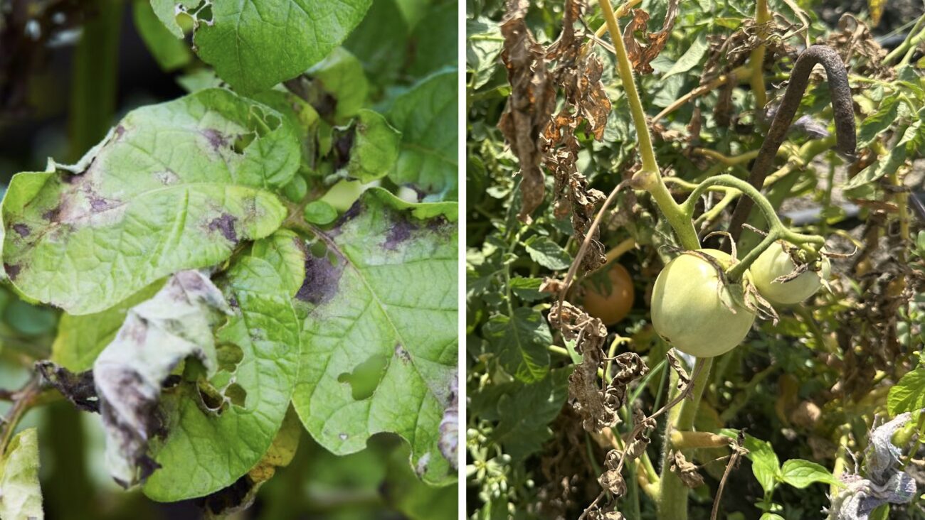 Городники розповіли, чим у вересні безпечно обробити томати від фітофтори