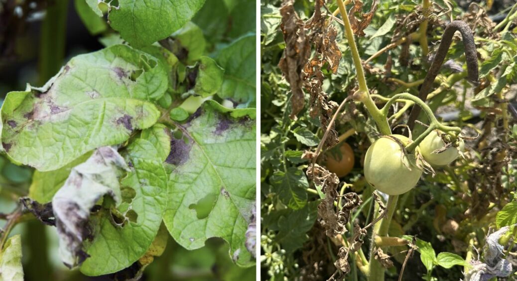 Ці 4 дії роблю восени, а у новому сезоні забуваю, що таке фітофтора: перевірений спосіб захистити врожай 