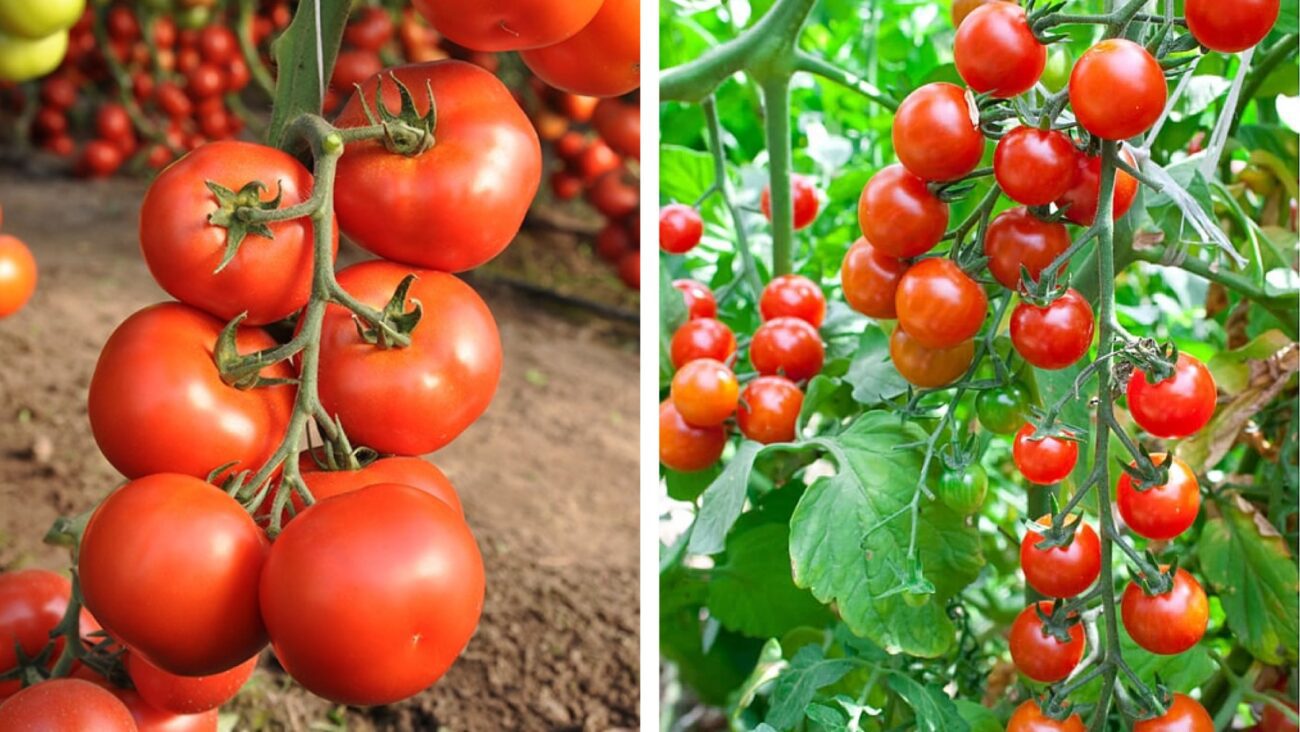 Городники розповіли, які чотири сорти томатів самі невибагливі 