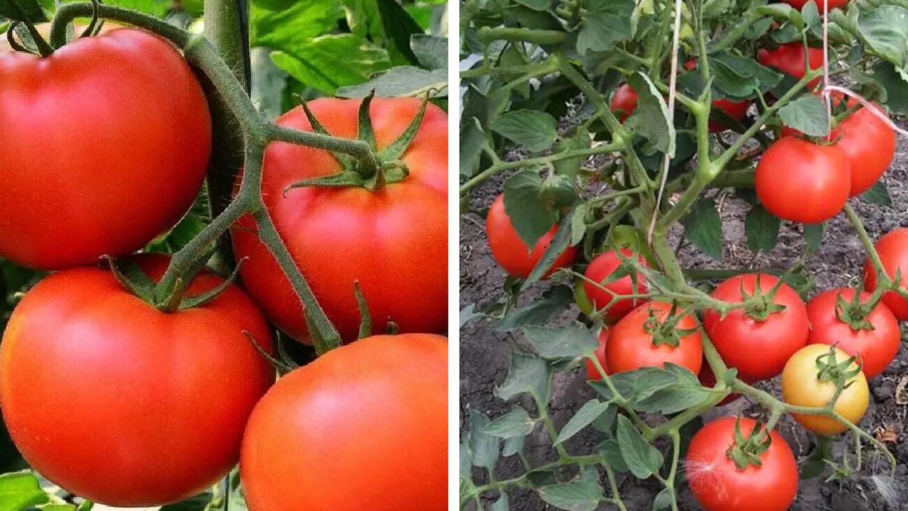 Городники розповіли, які чотири сорти томатів самі невибагливі 