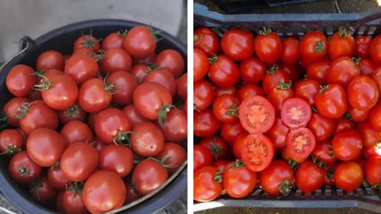 Городники розповіли, які чотири сорти томатів самі невибагливі 