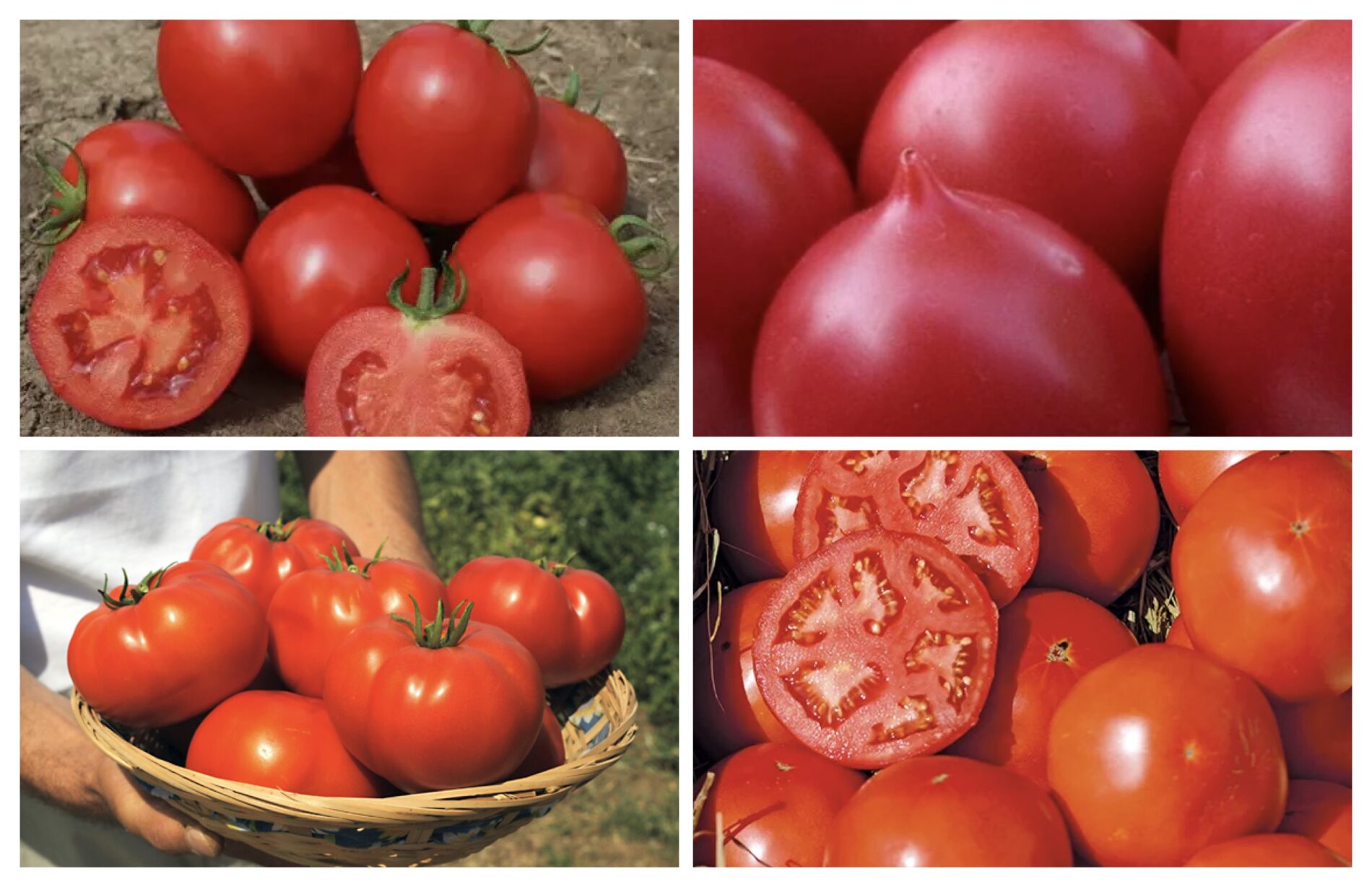 Городники розповіли, які два сорти томатів найстійкіші і найродючіші 