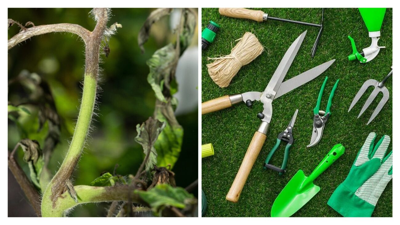 Городники розповіли, яка проста дія зменшить розповсюдження фітофтори на 80 відсотків