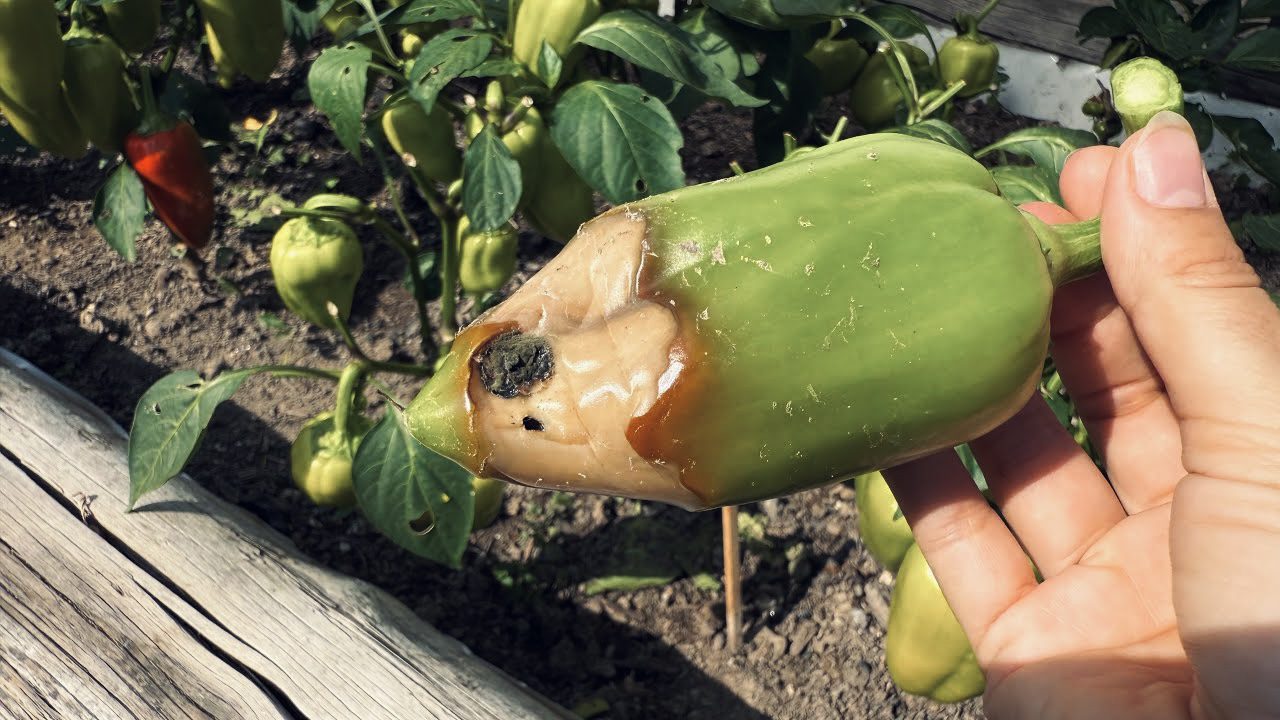 Городники розповіли, як приготувати універсальний розчин для обробки перців