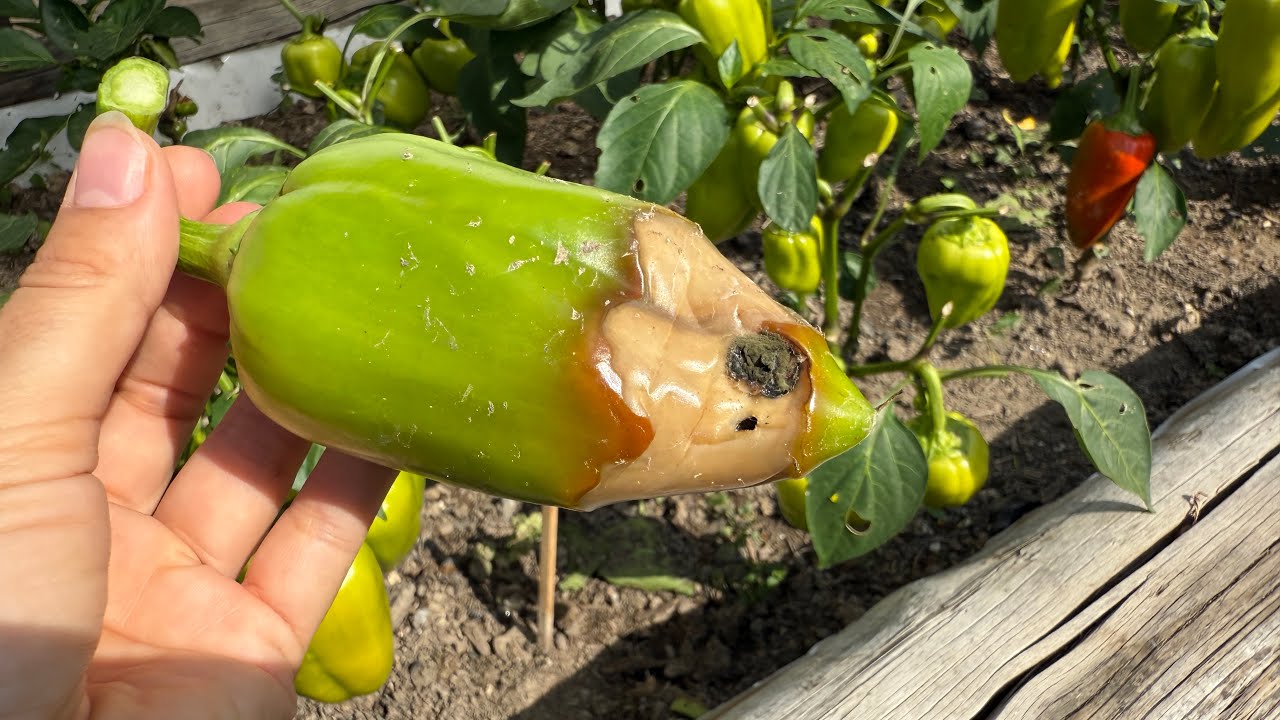 Городники розповіли, яке добриво дати перцям, коли зʼявляється вершинна гниль  