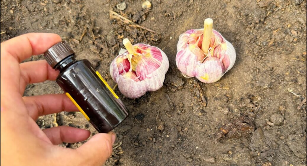 При висадці озимого часнику даю 1 аптечний засіб і головки ростуть розміром з кулак: не хворіють і не гниють 